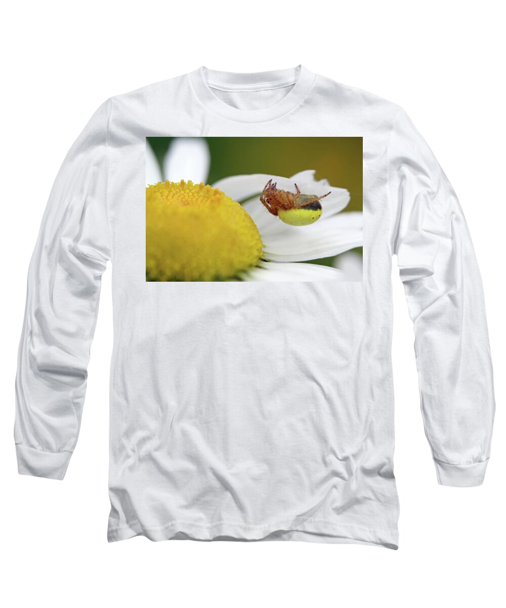  Six Spotted Orb Weaver Long Sleeve T-Shirt featuring the photograph Copycat by Jennifer Robin