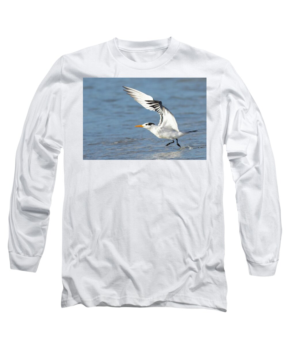 Tern Long Sleeve T-Shirt featuring the photograph Take Off by RD Allen