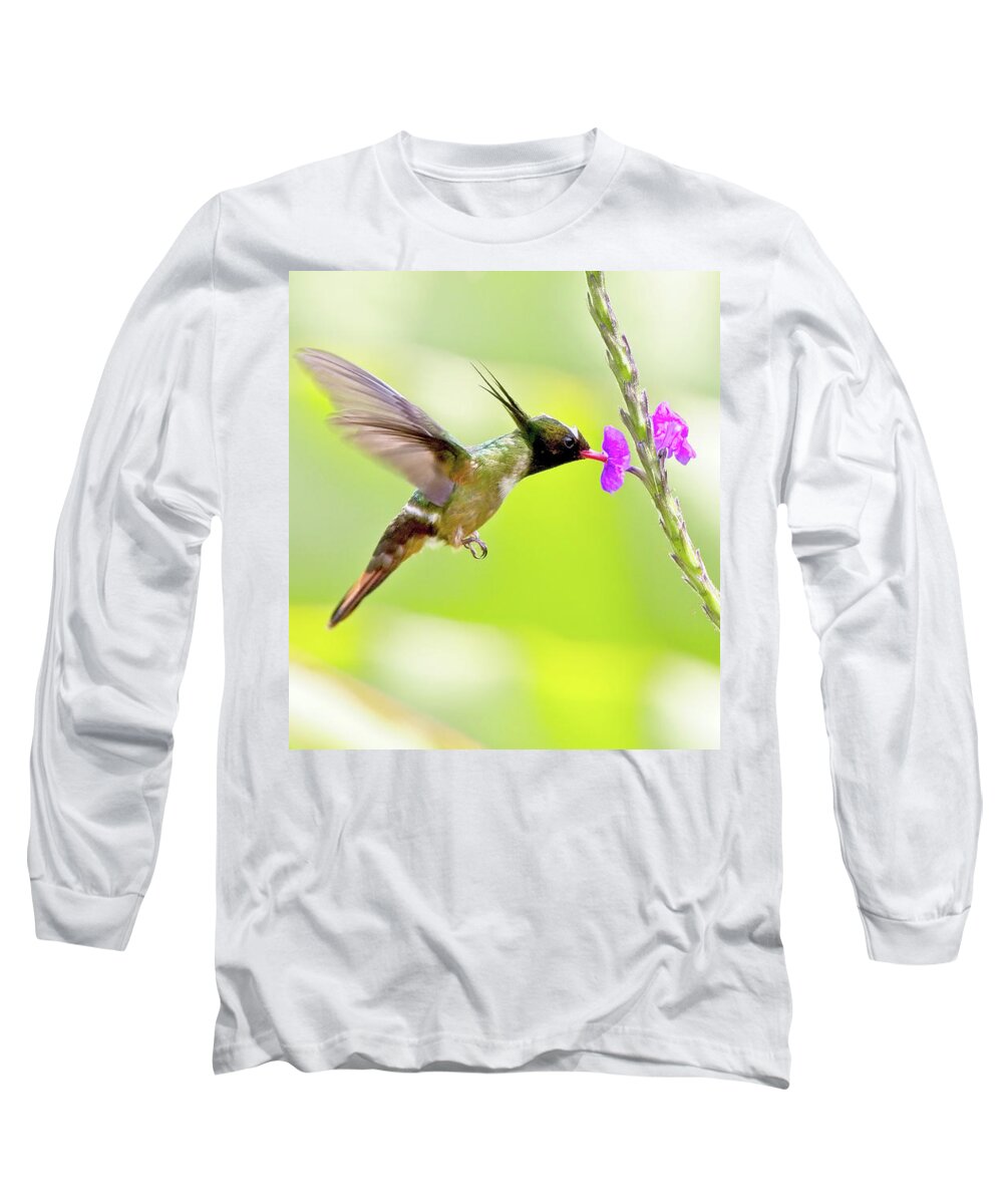 Rare Long Sleeve T-Shirt featuring the photograph White-crested Coquette Lophornis adorabilis sipping nectar by Tony Mills