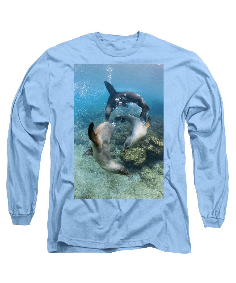 536778 Long Sleeve T-Shirt featuring the photograph Galapagos Sealion Trio Playing Galapagos by Tui De Roy