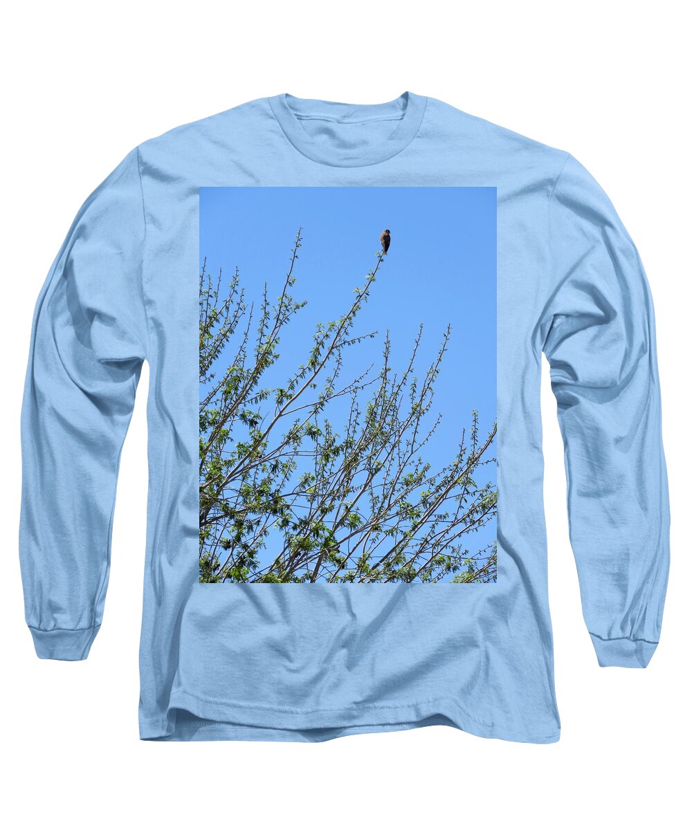  Falcons Long Sleeve T-Shirt featuring the photograph American Kestrel atop Pecan Tree by Judy Kennedy