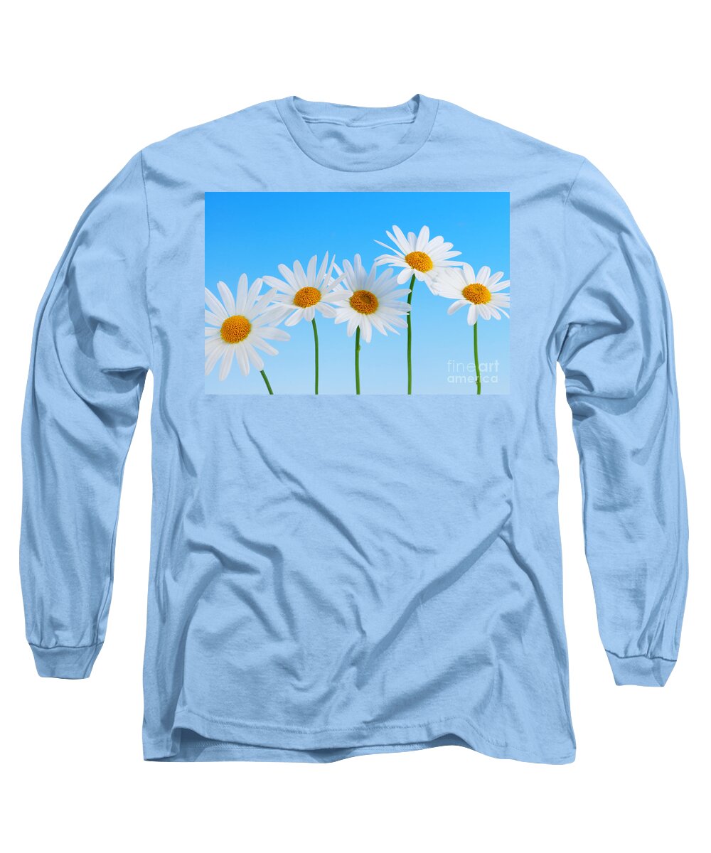 Daisy Long Sleeve T-Shirt featuring the photograph Daisy flowers on blue by Elena Elisseeva