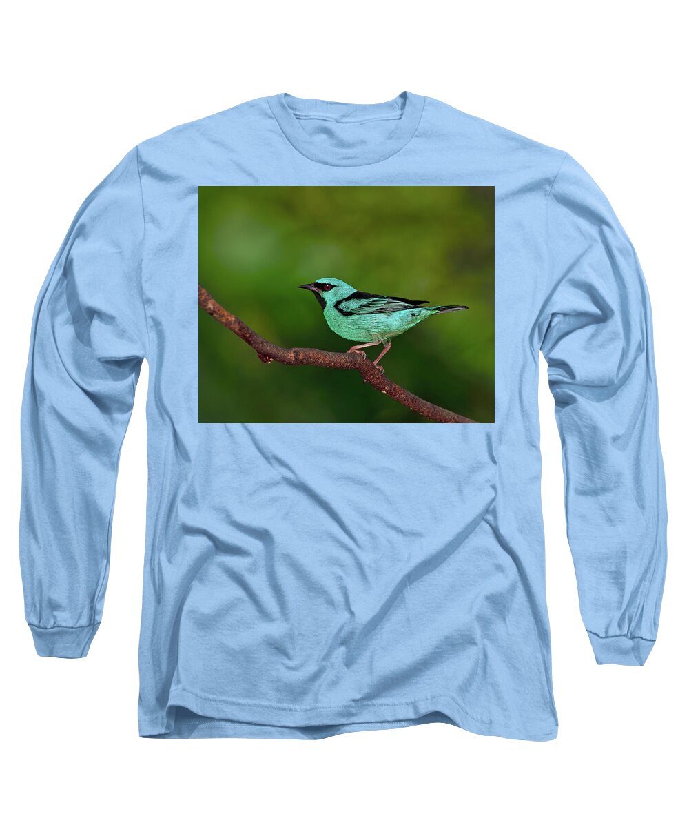 Blue Dacnis Long Sleeve T-Shirt featuring the photograph Highlight by Tony Beck