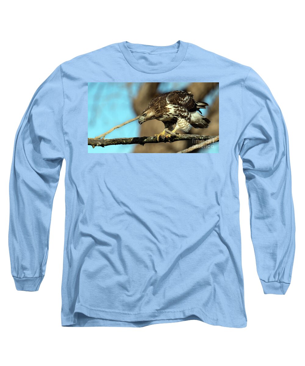 Hawk Long Sleeve T-Shirt featuring the photograph Red Tailed Hawk perched #1 by Sam Rino