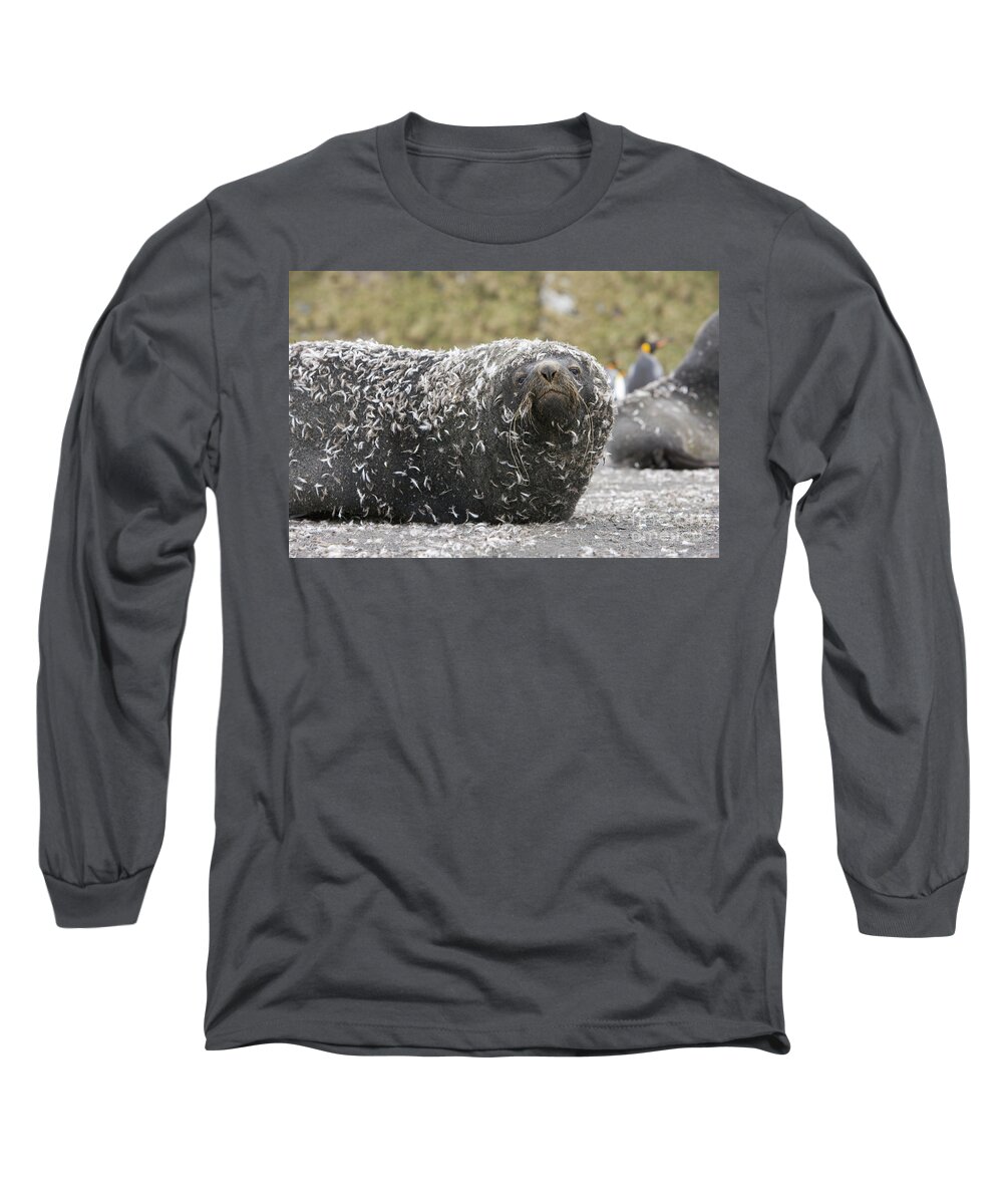 00345983 Long Sleeve T-Shirt featuring the photograph Antarctic Fur Seal In Penguin Feathers by Yva Momatiuk and John Eastcott