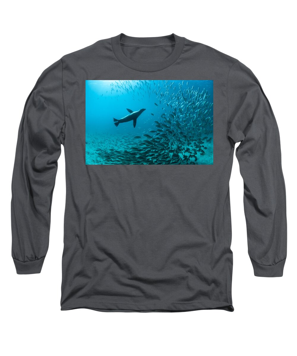 Tui De Roy Long Sleeve T-Shirt featuring the photograph Galapagos Sea Lion Hunting Fish Rabida #1 by Tui De Roy