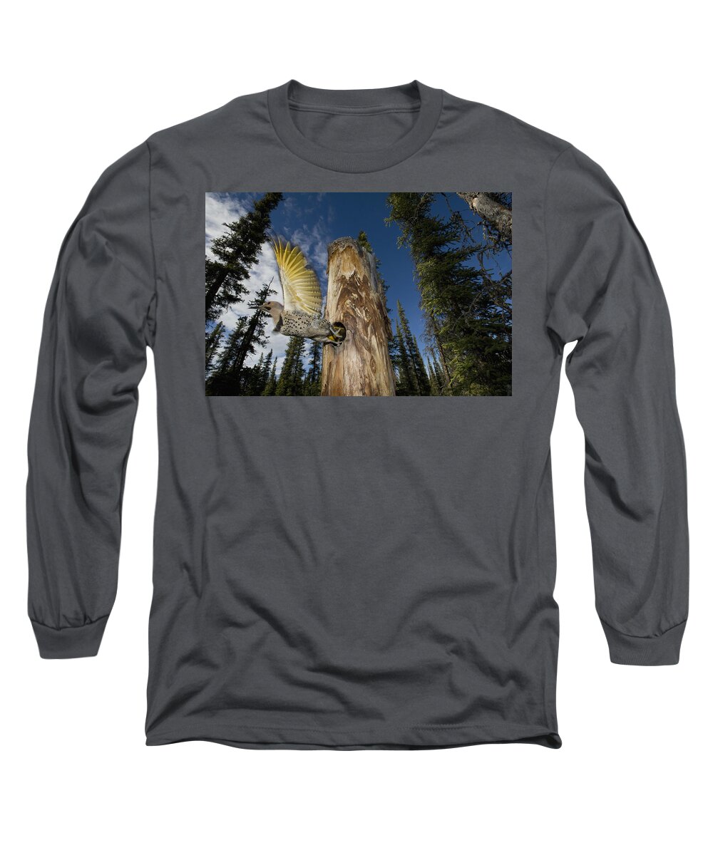 Michael Quinton Long Sleeve T-Shirt featuring the photograph Northern Flicker Leaving Nest Cavity #1 by Michael Quinton