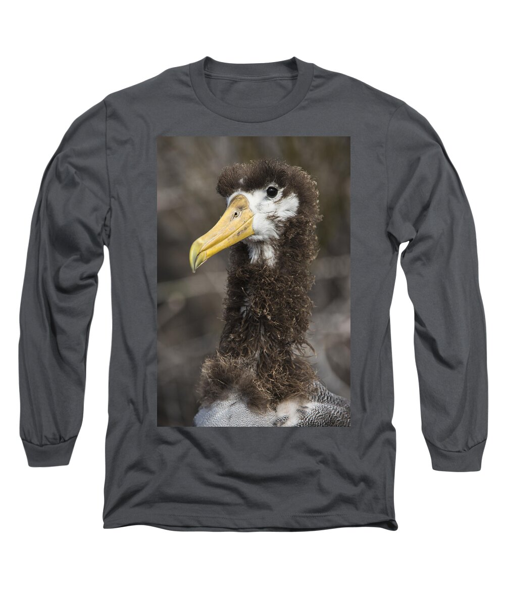 Pete Oxford Long Sleeve T-Shirt featuring the photograph Waved Albatross Molting Juvenile #1 by Pete Oxford