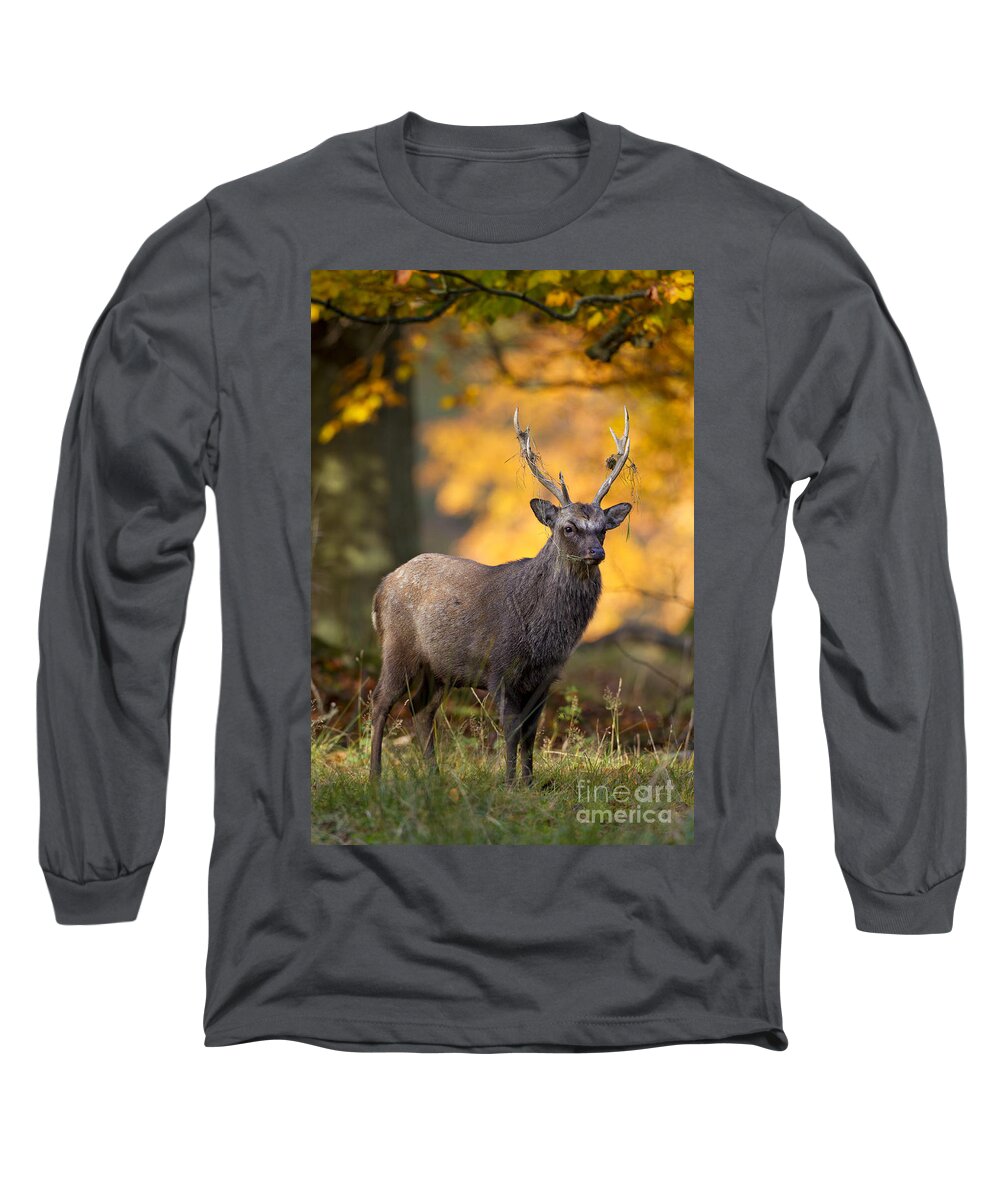 Sika Deer Long Sleeve T-Shirt featuring the photograph 110307p073 by Arterra Picture Library