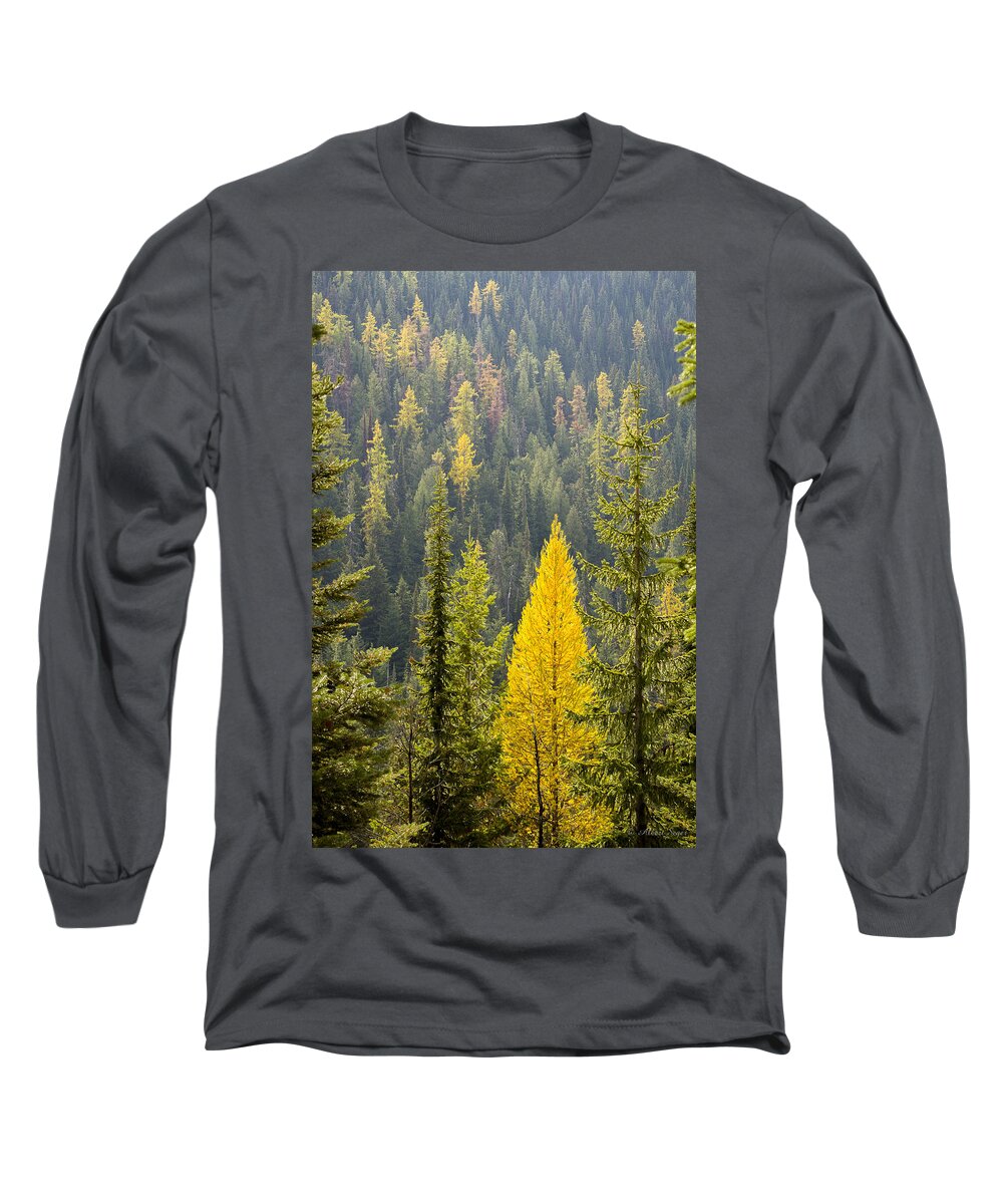 Trees Long Sleeve T-Shirt featuring the photograph Golden Tamarack - 141008A-142 by Albert Seger