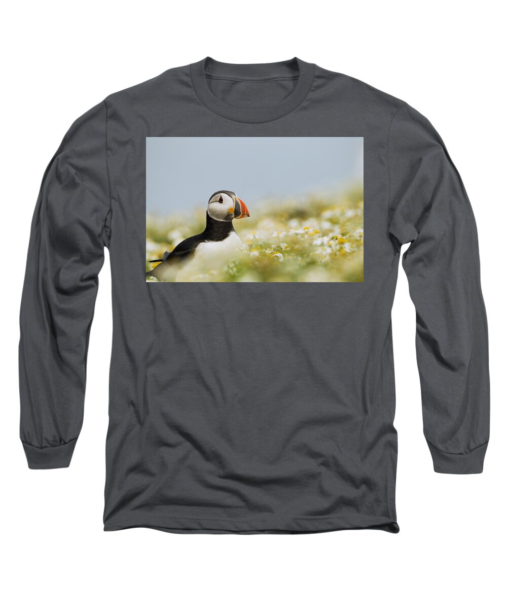 Sebastian Kennerknecht Long Sleeve T-Shirt featuring the photograph Atlantic Puffin In Breeding Plumage #2 by Sebastian Kennerknecht