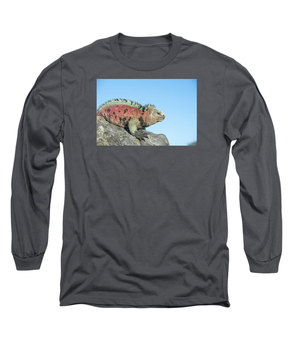 Tui De Roy Long Sleeve T-Shirt featuring the photograph Marine Iguana Male In Breeding Colors #3 by Tui De Roy