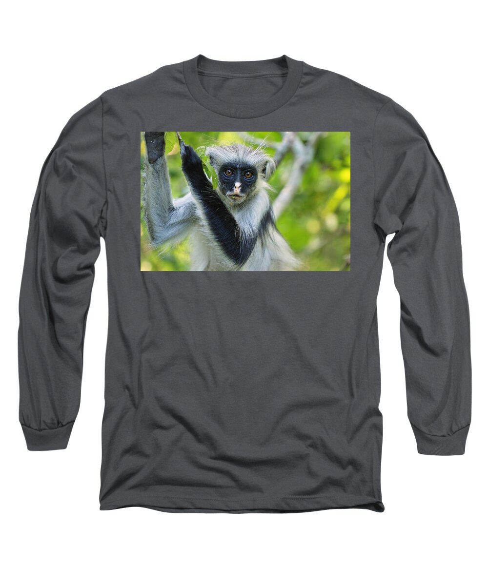 Thomas Marent Long Sleeve T-Shirt featuring the photograph Zanzibar Red Colobus In Tree Jozani #2 by Thomas Marent