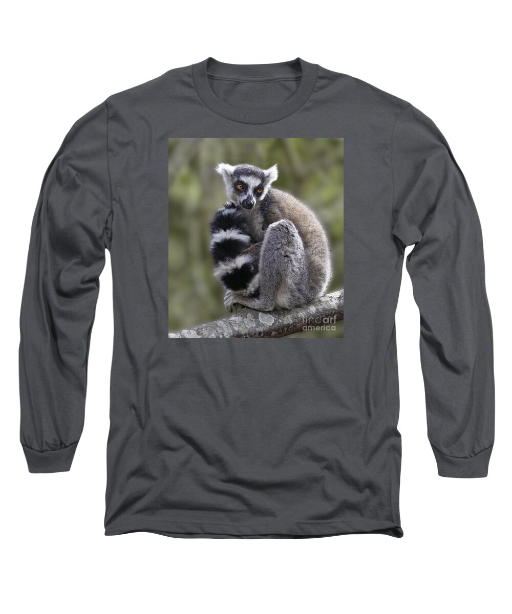 Ring-tailed Lemur Long Sleeve T-Shirt featuring the photograph Ring-tailed Lemur #1 by Liz Leyden