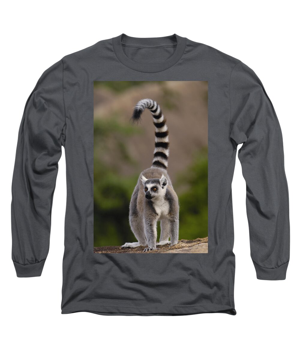 Feb0514 Long Sleeve T-Shirt featuring the photograph Ring-tailed Lemur Madagascar #5 by Pete Oxford