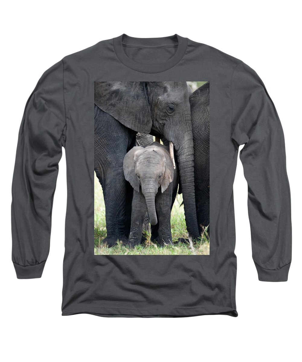 Photography Long Sleeve T-Shirt featuring the photograph African Elephant Loxodonta Africana #7 by Panoramic Images
