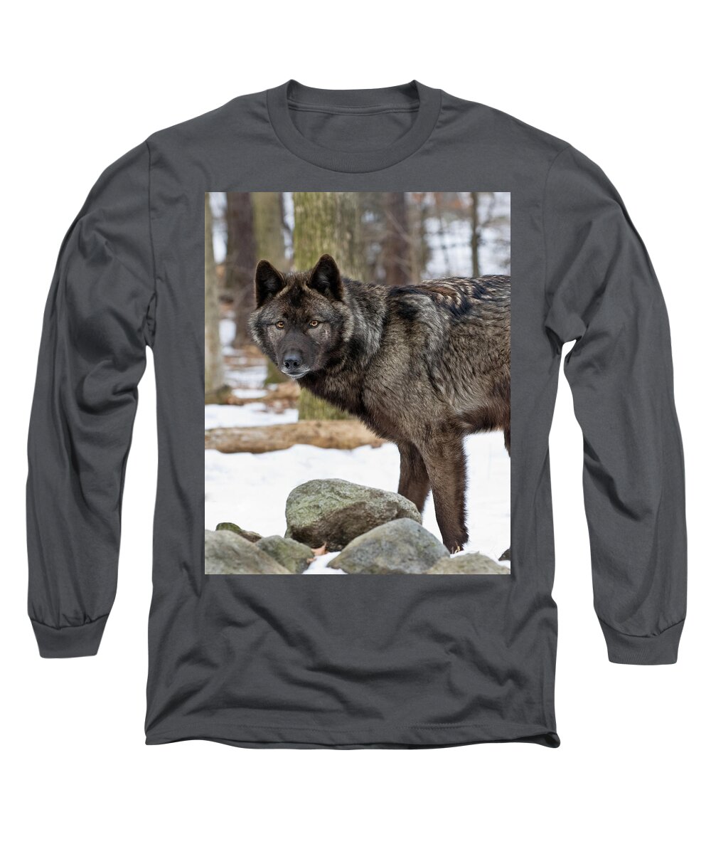 Wolf Long Sleeve T-Shirt featuring the photograph A Wolf's Intense Focus by Gary Slawsky