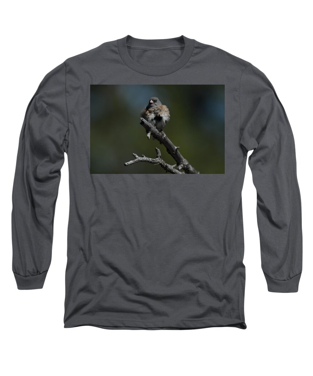 Dark-eyed Junco Long Sleeve T-Shirt featuring the photograph After the Bath by Frank Madia