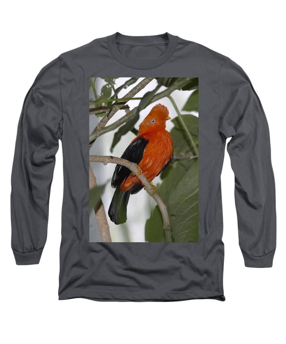 Feb0514 Long Sleeve T-Shirt featuring the photograph Andean Cock-of-the-rock Portrait by San Diego Zoo