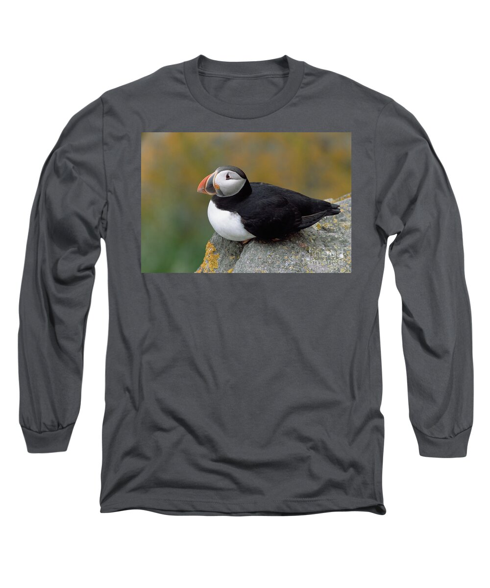 Mp Long Sleeve T-Shirt featuring the photograph Atlantic Puffin In Breeding Colors #1 by Yva Momatiuk and John Eastcott