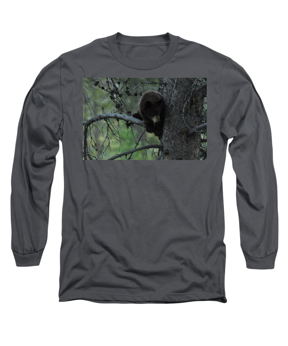 Black Bear Long Sleeve T-Shirt featuring the photograph Black Bear Cub in Tree by Frank Madia