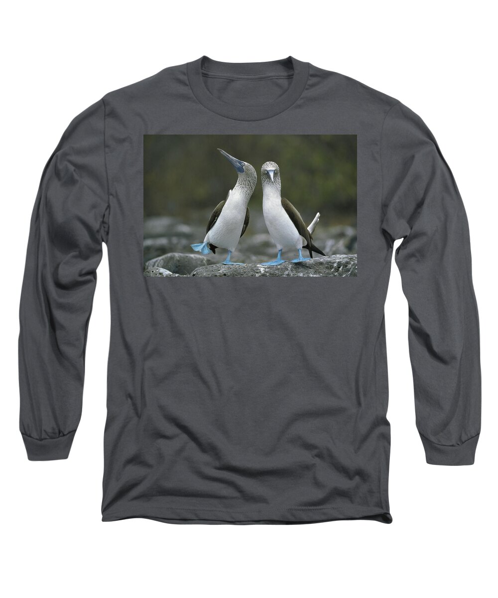 00141144 Long Sleeve T-Shirt featuring the photograph Blue Footed Booby Dancing by Tui De Roy