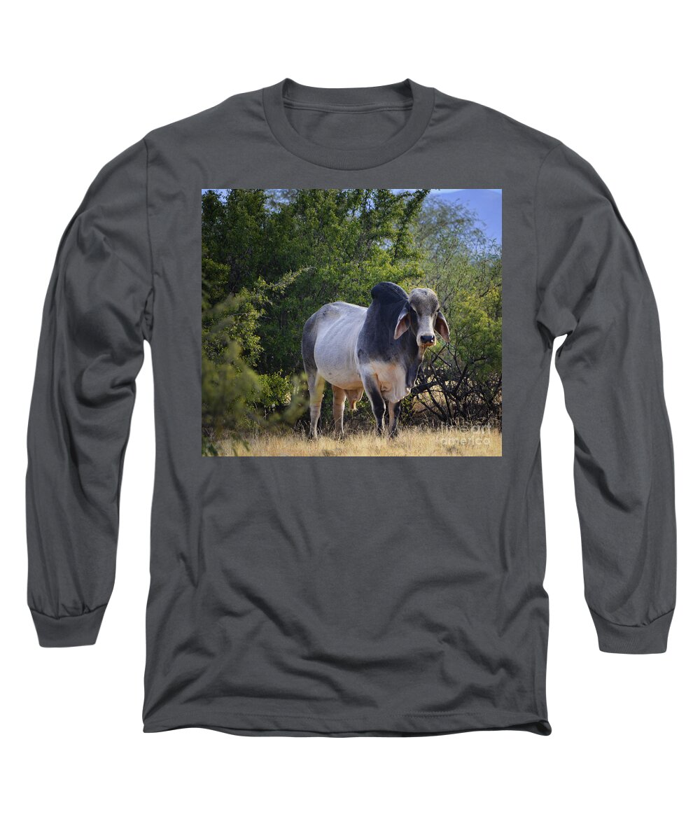 Brahma Long Sleeve T-Shirt featuring the photograph Brahma Cow by Donna Greene