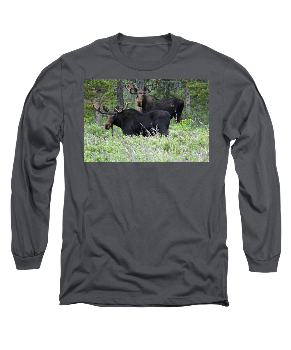 Bull Moose Long Sleeve T-Shirt featuring the photograph Bull Moose #1 by Shane Bechler