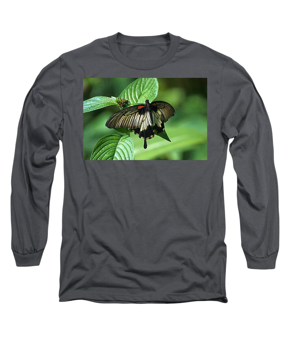 Butterfly Long Sleeve T-Shirt featuring the photograph Butterfly 2 by Kathy Churchman