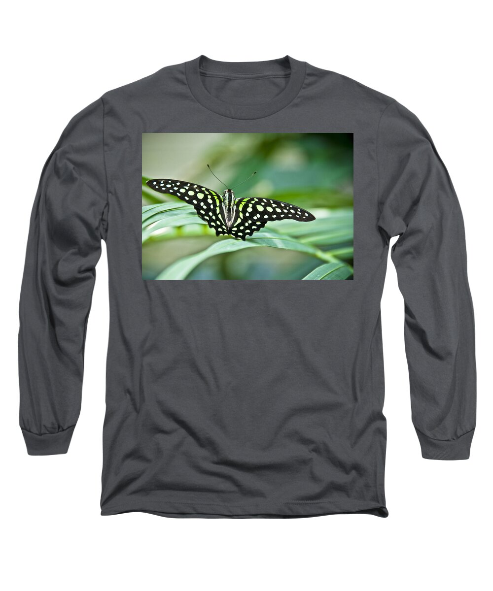 Butterfly Long Sleeve T-Shirt featuring the photograph Butterfly Resting Color by Ron White