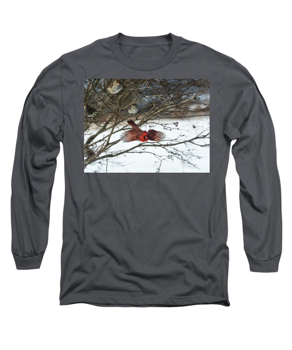 Jan Holden Long Sleeve T-Shirt featuring the photograph Cardinal in Flight by Holden The Moment