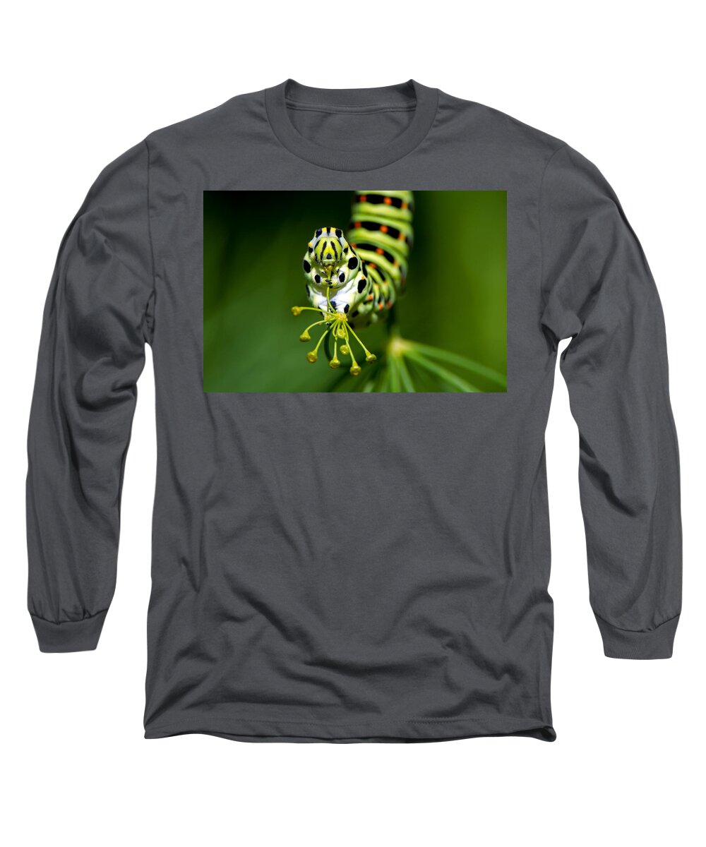 Old World Swallowtail Long Sleeve T-Shirt featuring the photograph Caterpillar of the Old World Swallowtail by Torbjorn Swenelius