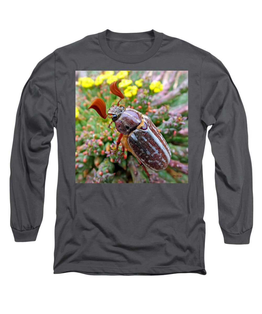 Duane Mccullough Long Sleeve T-Shirt featuring the photograph Chafer Beetle on Medusa Succulent 2 by Duane McCullough