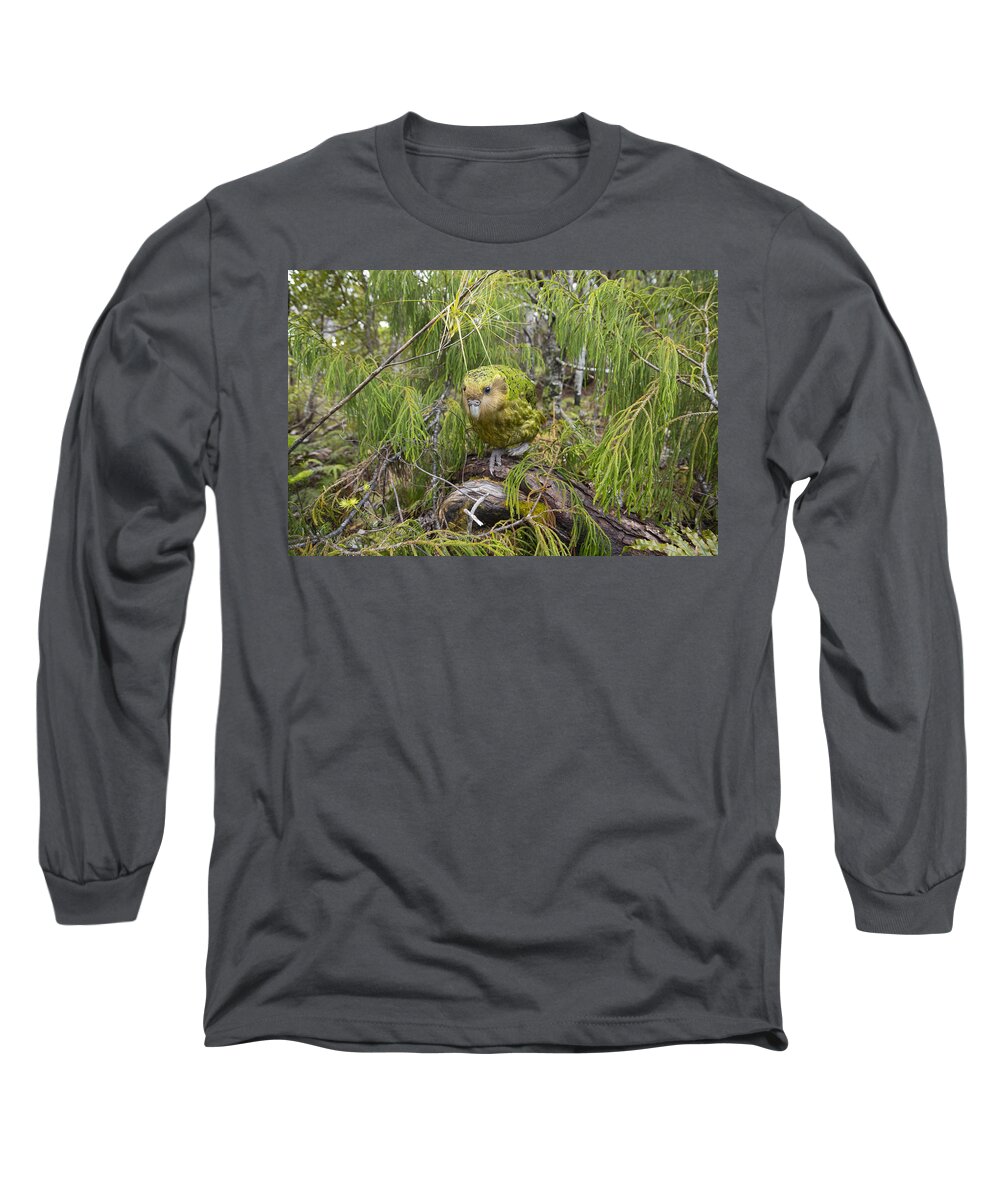 Tui De Roy Long Sleeve T-Shirt featuring the photograph Ckakapo Male In Forest Codfish Island by Tui De Roy