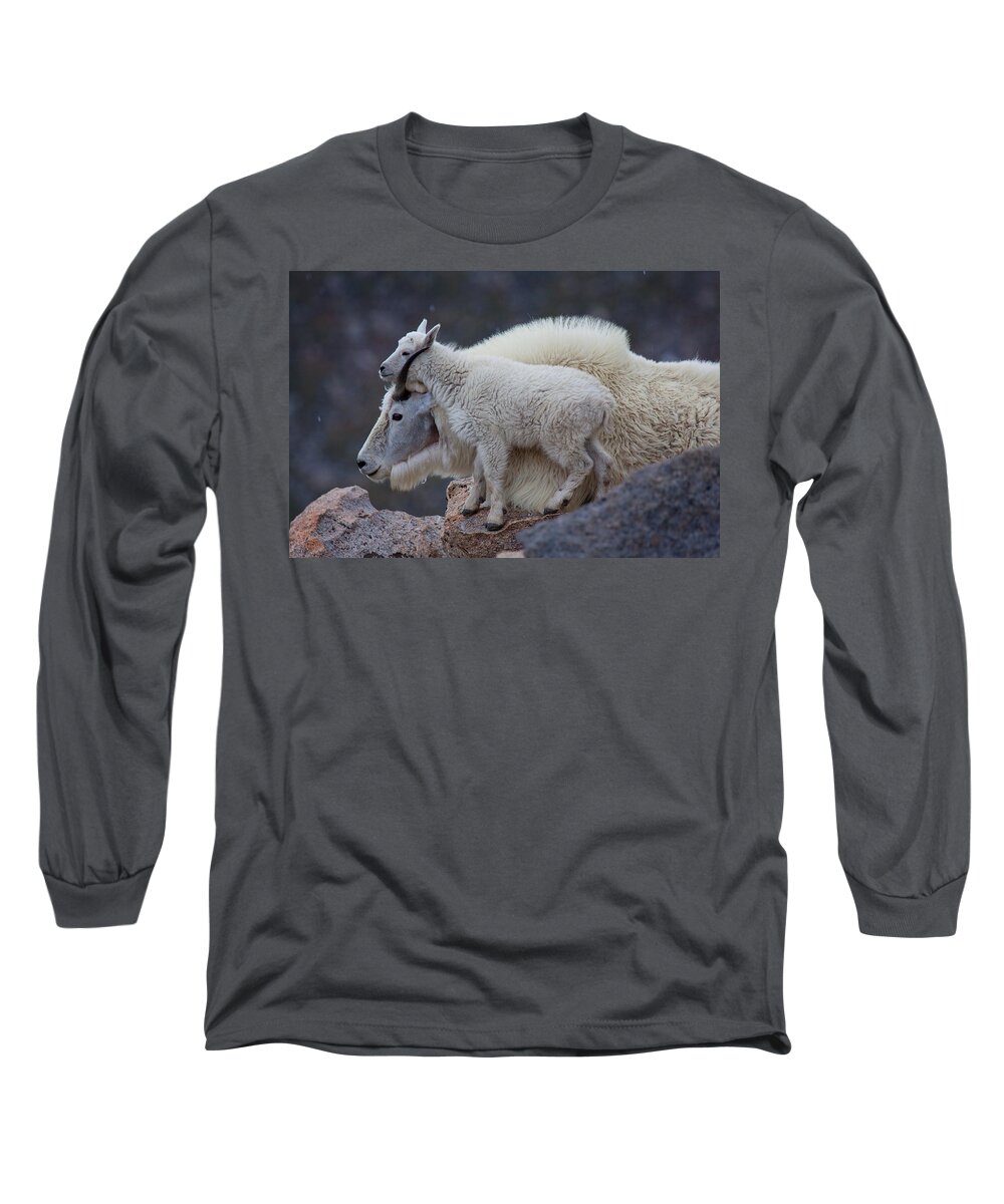 Mountain Goats; Posing; Group Photo; Baby Goat; Nature; Colorado; Crowd; Baby Goat; Mountain Goat Baby; Happy; Joy; Nature; Brothers Long Sleeve T-Shirt featuring the photograph Contentment by Jim Garrison