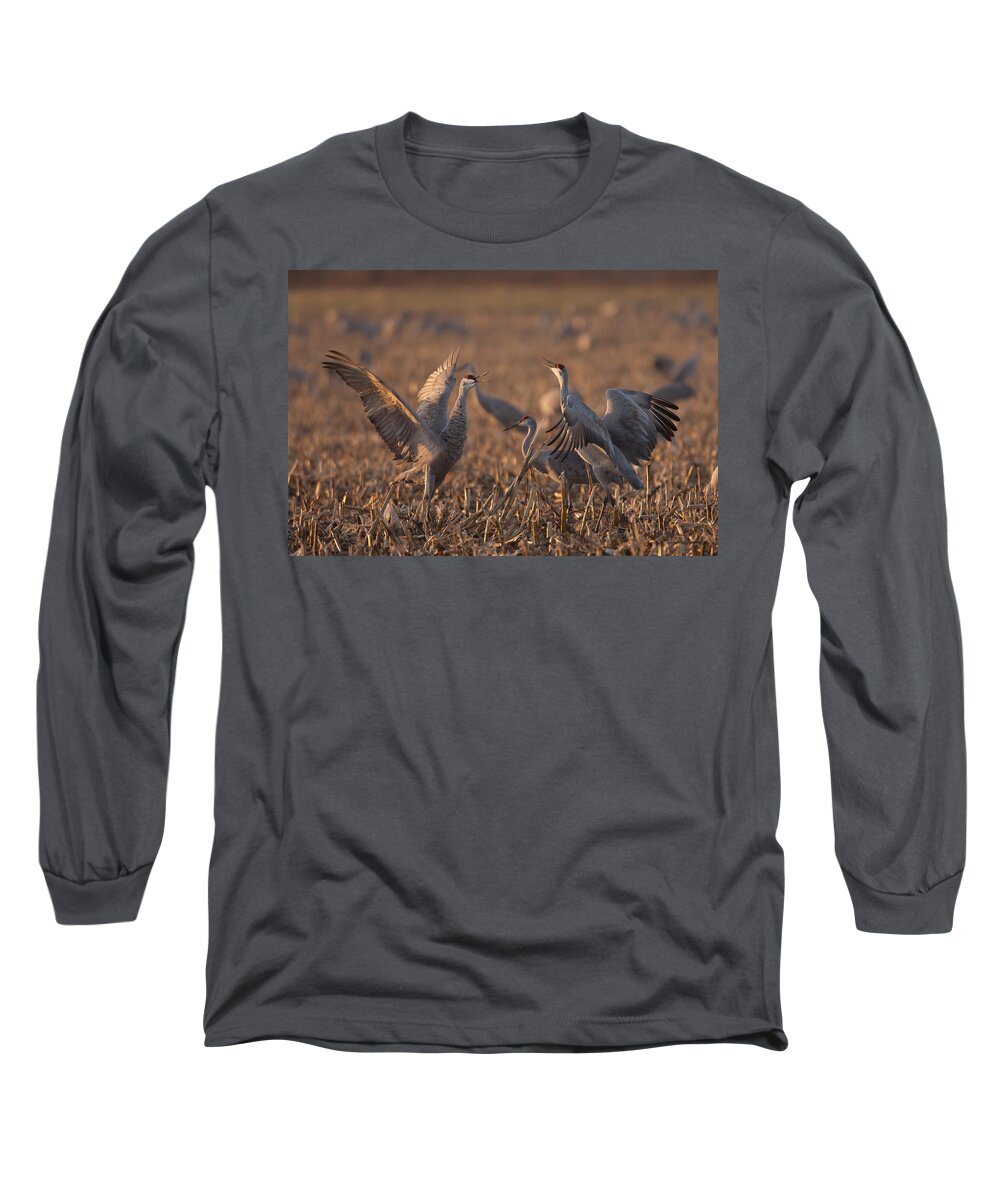 Animals Long Sleeve T-Shirt featuring the photograph Dancing Sandhills by Jack R Perry