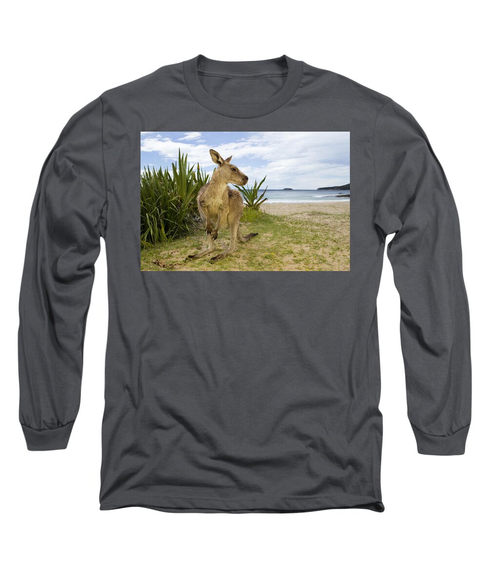 Sebastian Kennerknecht Long Sleeve T-Shirt featuring the photograph Eastern Grey Kangaroo Pebbly Beach by Sebastian Kennerknecht