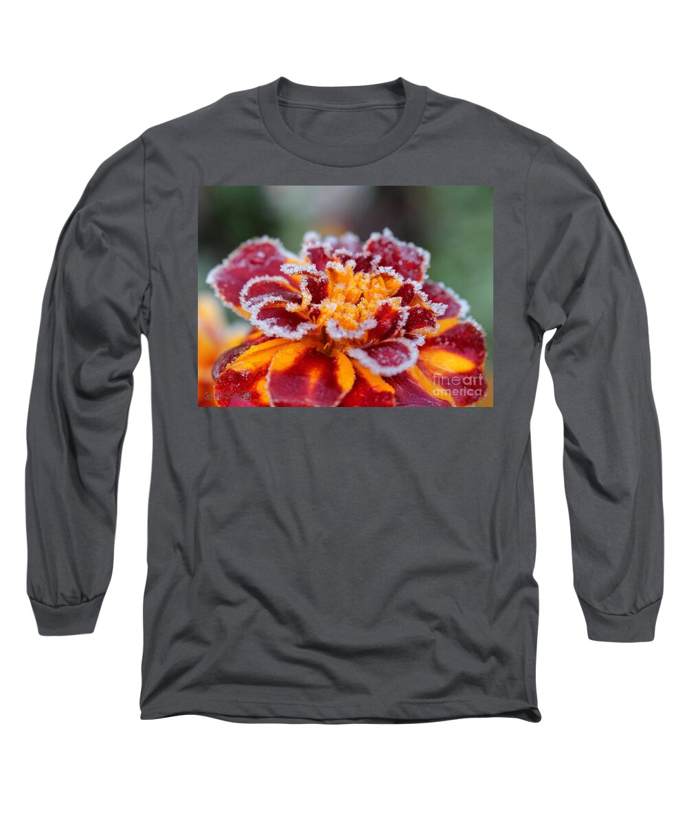 Mccombie Long Sleeve T-Shirt featuring the photograph French Marigold named Durango Red Outlined with Frost by J McCombie