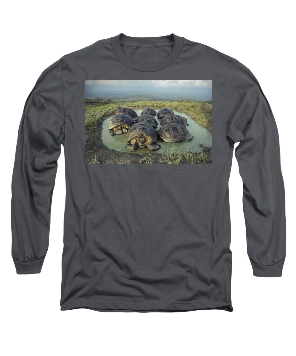 Feb0514 Long Sleeve T-Shirt featuring the photograph Galapagos Giant Tortoises Wallowing by Tui De Roy