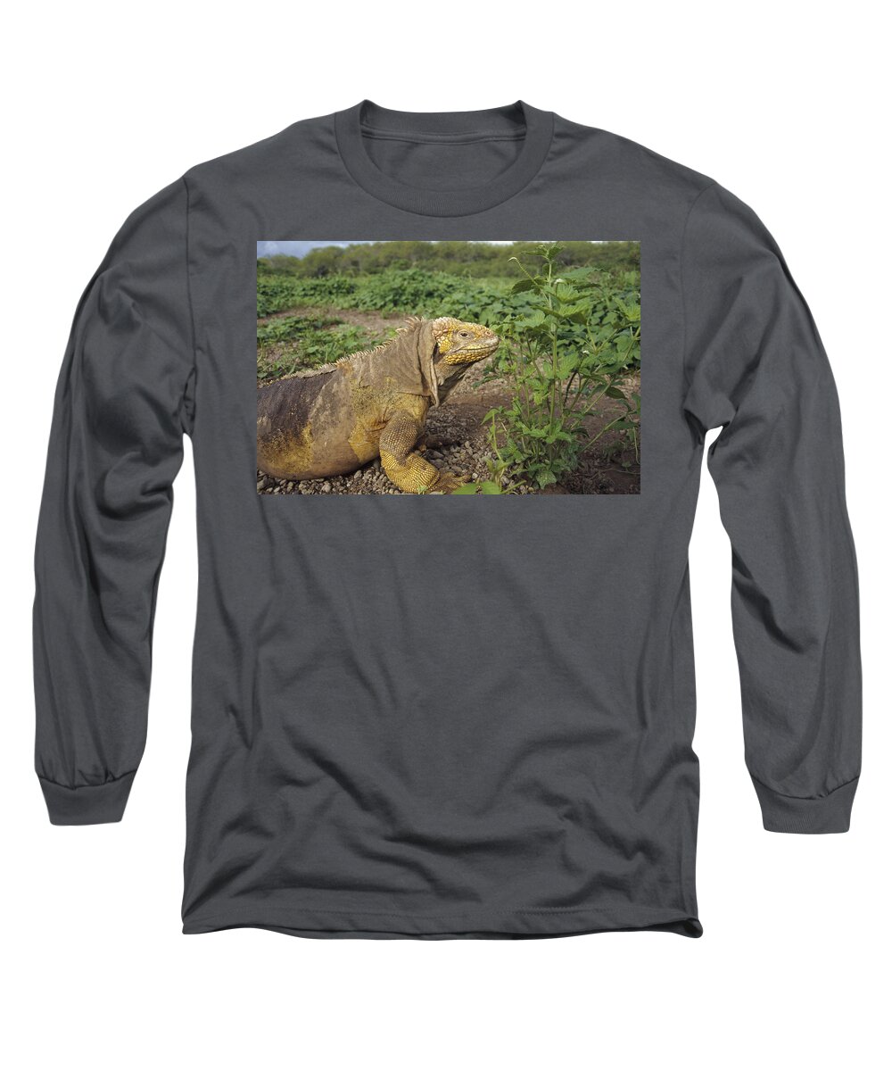 Feb0514 Long Sleeve T-Shirt featuring the photograph Galapagos Land Iguana Male by Tui De Roy