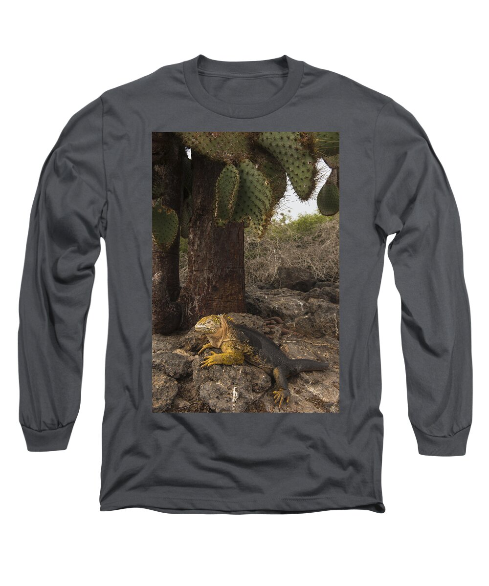 Pete Oxford Long Sleeve T-Shirt featuring the photograph Galapagos Land Iguana South Plaza by Pete Oxford
