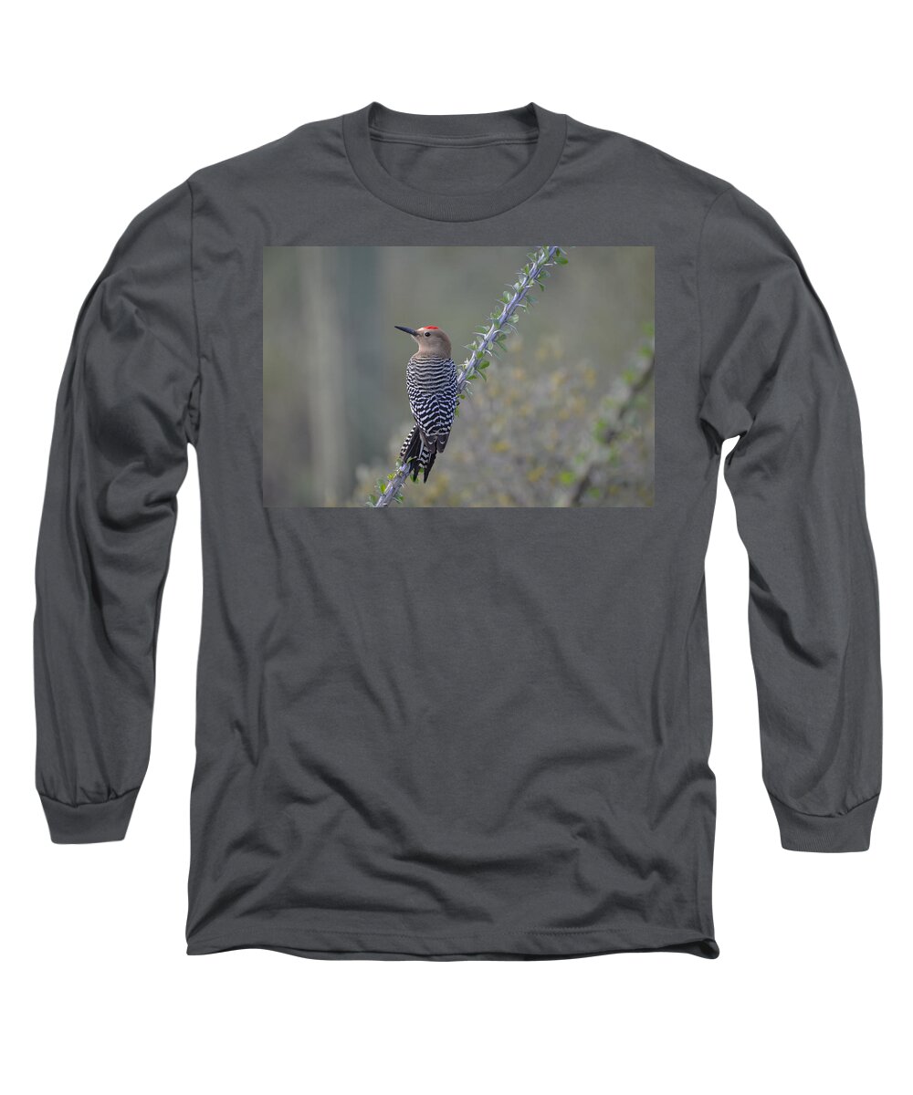 Woodpecker Long Sleeve T-Shirt featuring the photograph Gila Woodpecker and Ocotillo by Evelyn Harrison