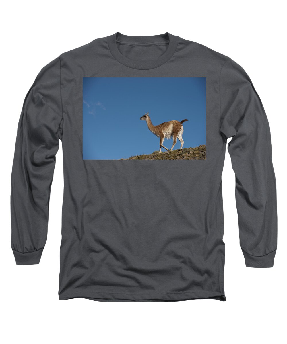 Pete Oxford Long Sleeve T-Shirt featuring the photograph Guanaco Torres Del Paine Np Patagonia by Pete Oxford