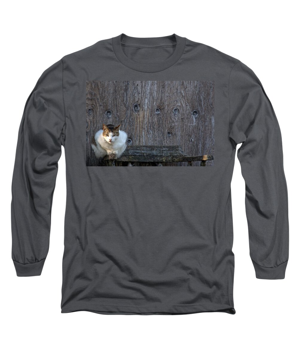 Harlequin Long Sleeve T-Shirt featuring the photograph Harlequin Rustic by Chriss Pagani
