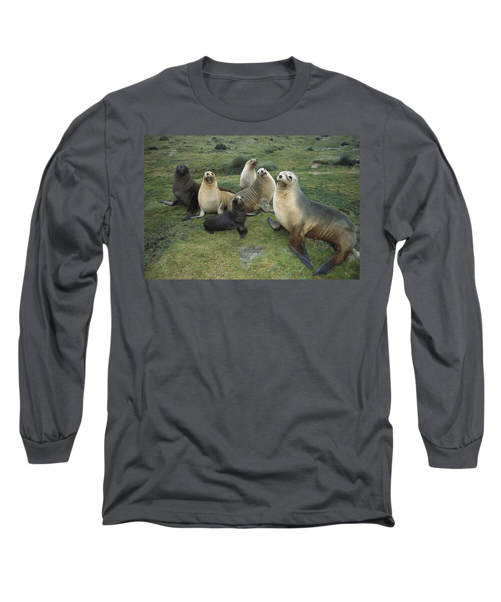 Feb0514 Long Sleeve T-Shirt featuring the photograph Hookers Sea Lion Cows And Pups by Tui De Roy
