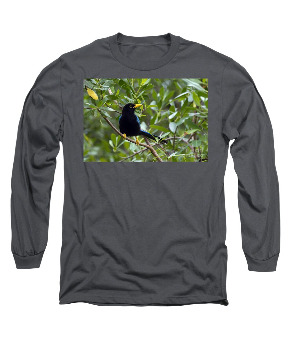 Bird Long Sleeve T-Shirt featuring the photograph Immature Yucatan Jay by Teresa Zieba