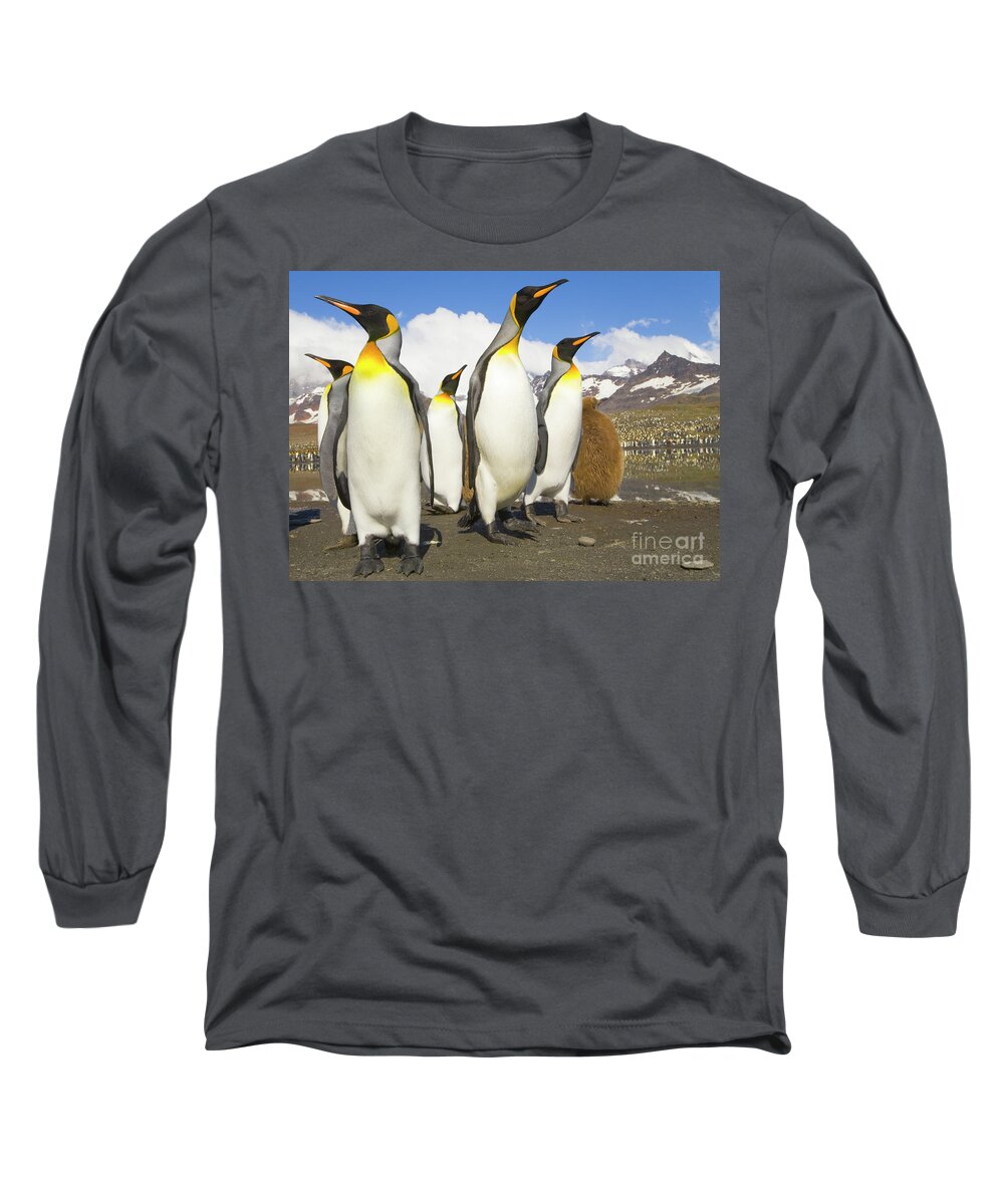 00345347 Long Sleeve T-Shirt featuring the photograph King Penguins At St Andrews Bay by Yva Momatiuk and John Eastcott