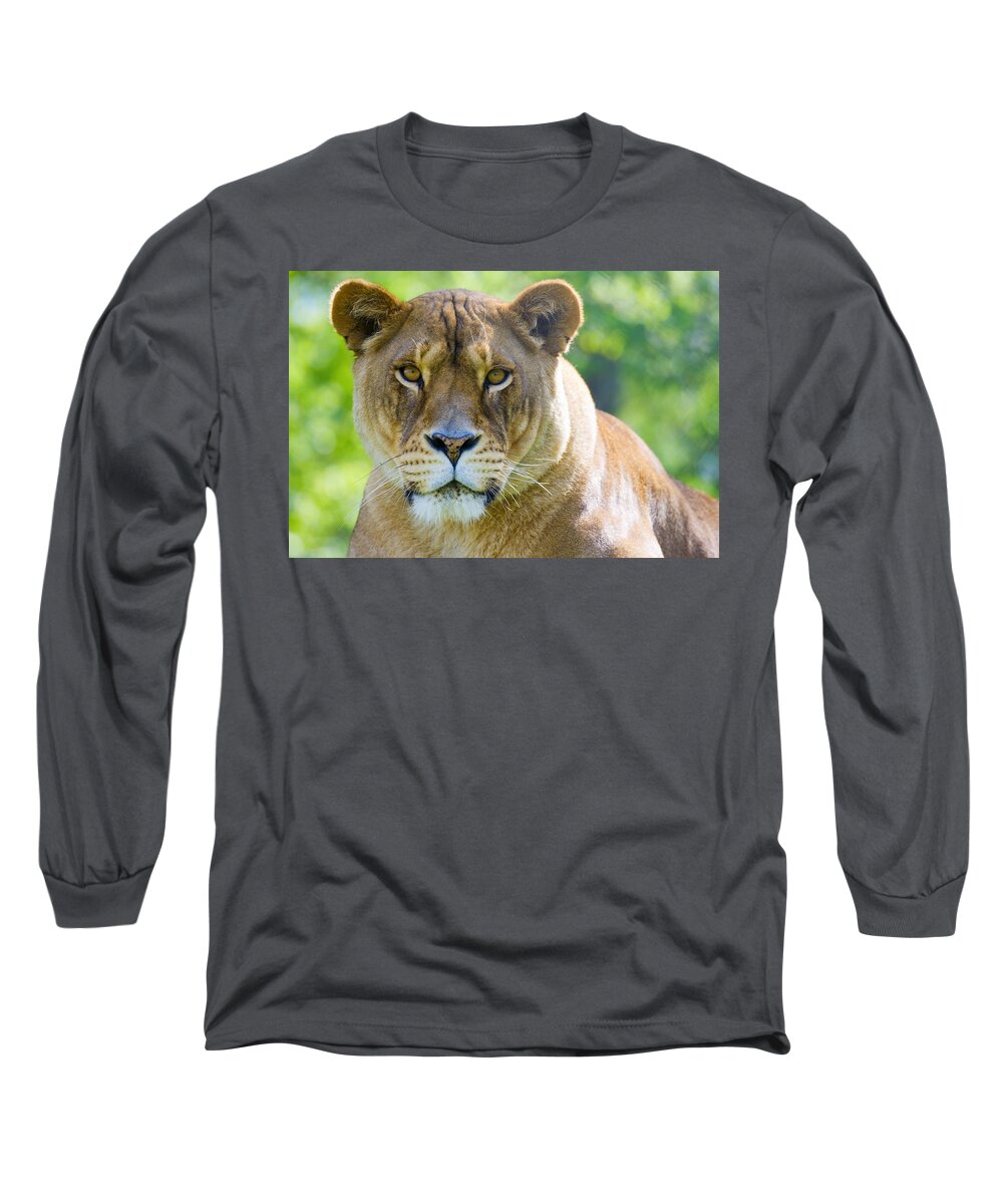 Lion Long Sleeve T-Shirt featuring the photograph Lioness by Alexey Stiop