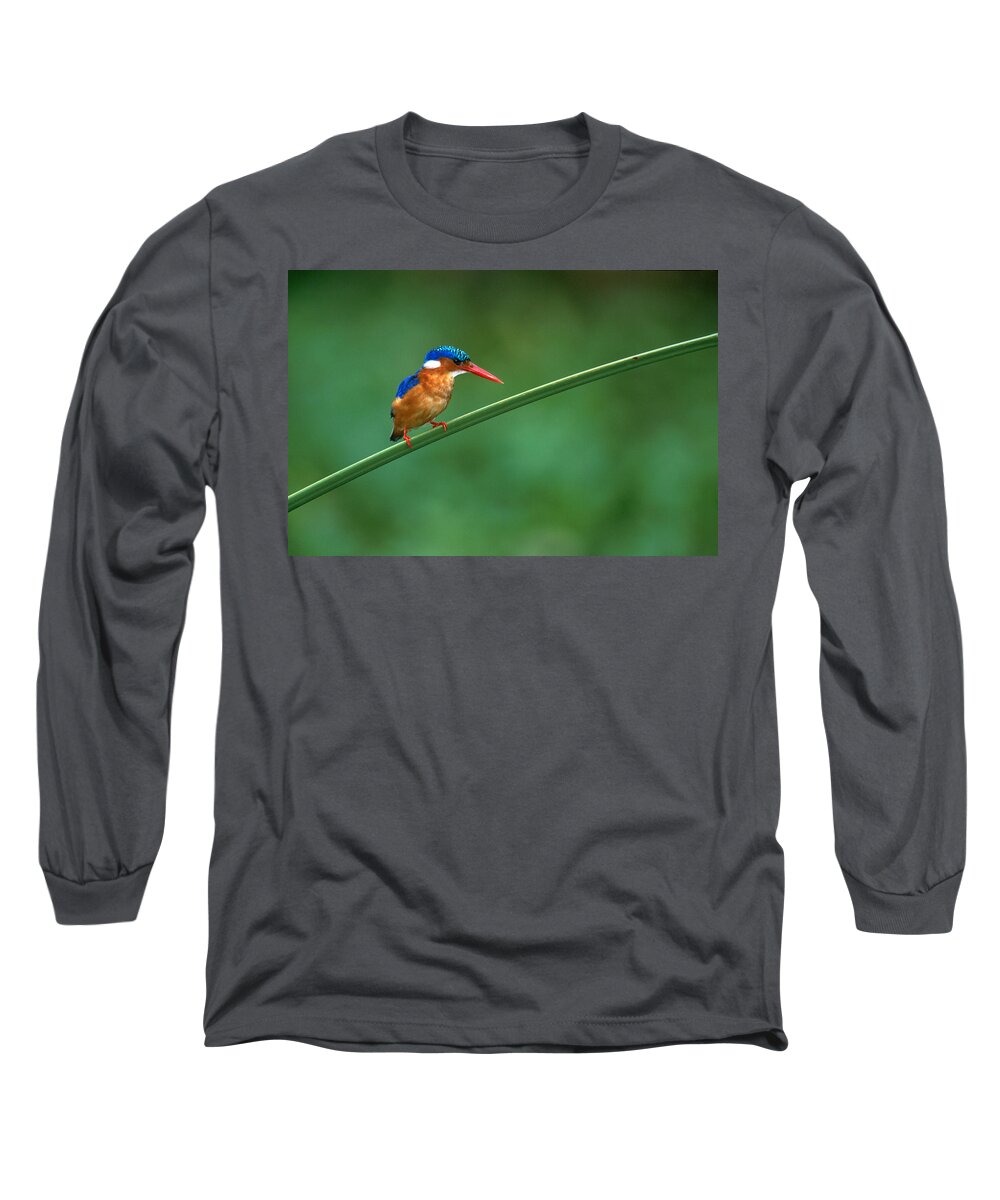 Photography Long Sleeve T-Shirt featuring the photograph Malachite Kingfisher Tanzania Africa by Panoramic Images