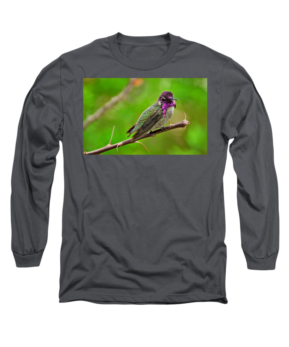 Hummingbird Long Sleeve T-Shirt featuring the photograph Male Costa's Hummingbird takes Point by Evelyn Harrison